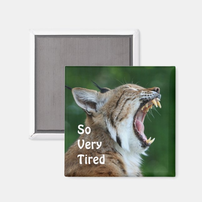 Yawning Bobcat Magnet (Vorderseite/Rückseite)