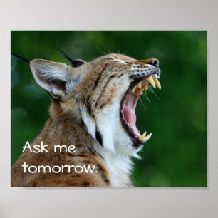 Yawning Bobcat Poster