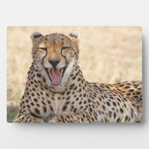 Yawning Cheetah Fotoplatte