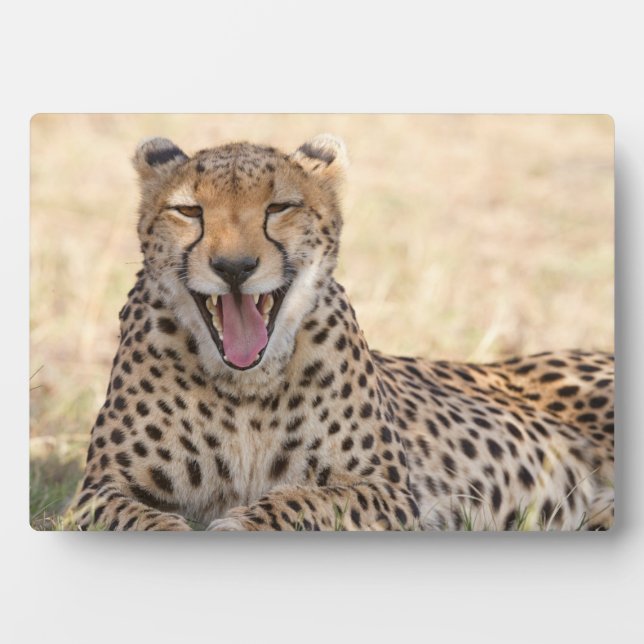 Yawning Cheetah Fotoplatte (Vorderseite)