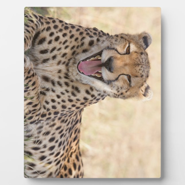 Yawning Cheetah Fotoplatte (Vorderseite)