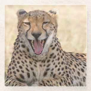 Yawning Cheetah Glasuntersetzer