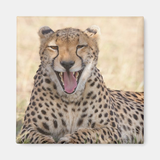 Yawning Cheetah Magnet (Vorne)
