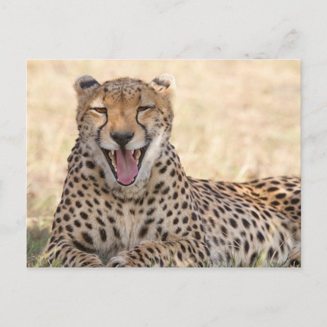 Yawning Cheetah Postkarte (Vorderseite)