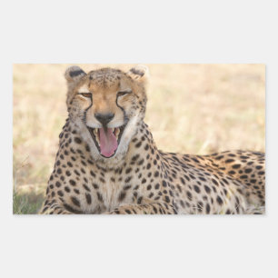 Yawning Cheetah Rechteckiger Aufkleber