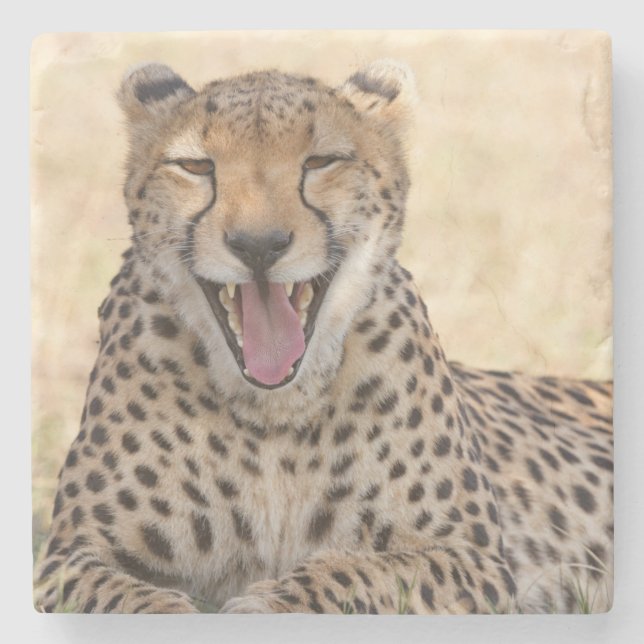 Yawning Cheetah Steinuntersetzer (Vorderseite)