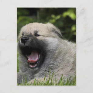 Yawning Chow Chow Postcard Postkarte