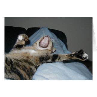 Yawning Kittie