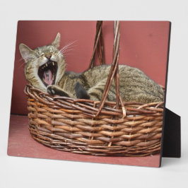Yawning Kitty Cat Fotoplatte