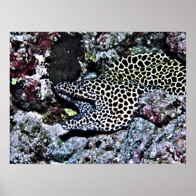 Yawning Leopard Moray Poster (Vorne)