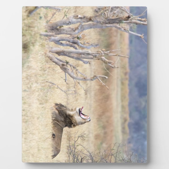 Yawning lion fotoplatte (Vorderseite)