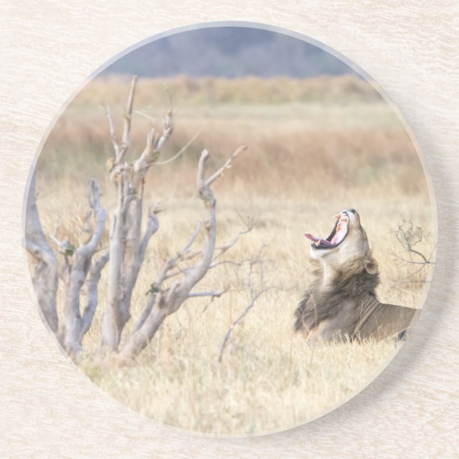 Yawning lion getränkeuntersetzer (Vorne)