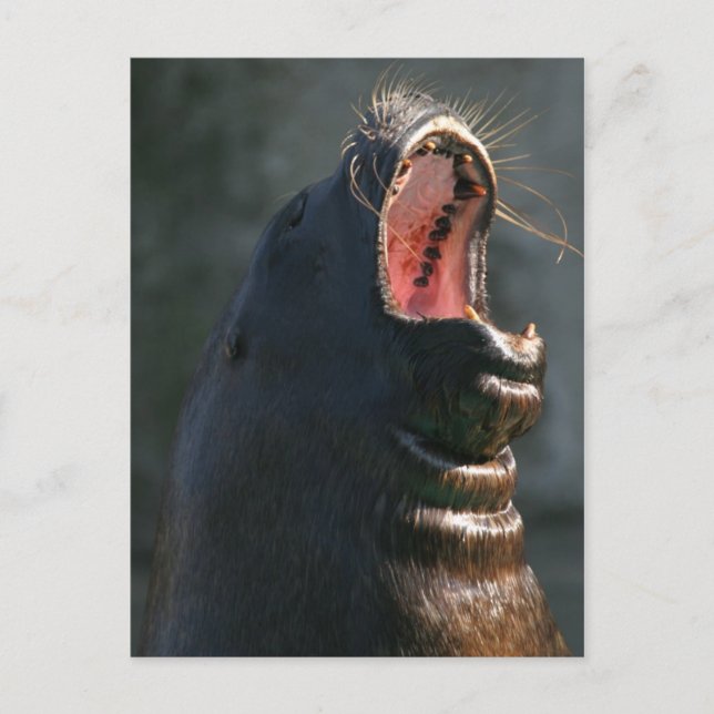 Yawning Siegel Postkarte (Vorderseite)