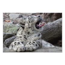 Yawning Snow Leopard Cub