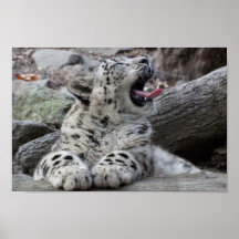 Yawning Snow Leopard Cub