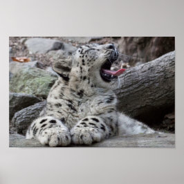 Yawning Snow Leopard Cub Poster
