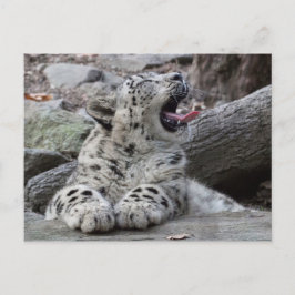 Yawning Snow Leopard Cub Postkarte
