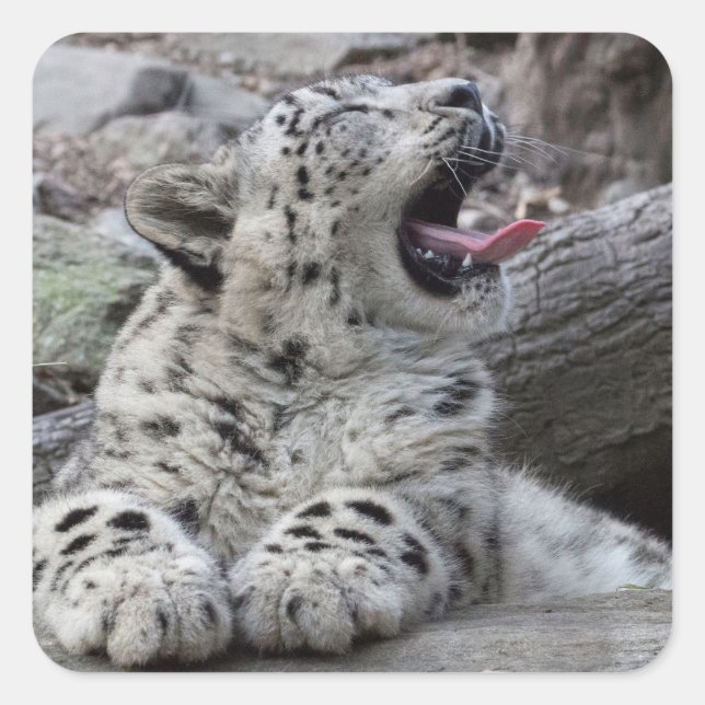 Yawning Snow Leopard Cub Quadratischer Aufkleber (Vorderseite)