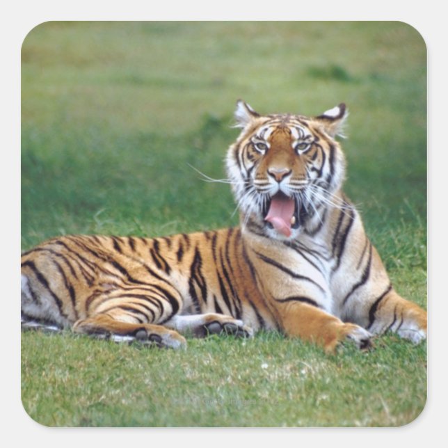 Yawning Tiger Quadratischer Aufkleber (Vorderseite)