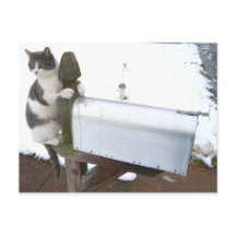 Yawning Tired Kitty Cat Cute Carte postale