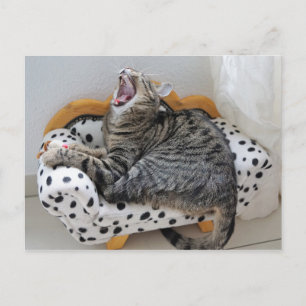 Yawning Tired Kitty Cat Niedlich Spaß Postkarte