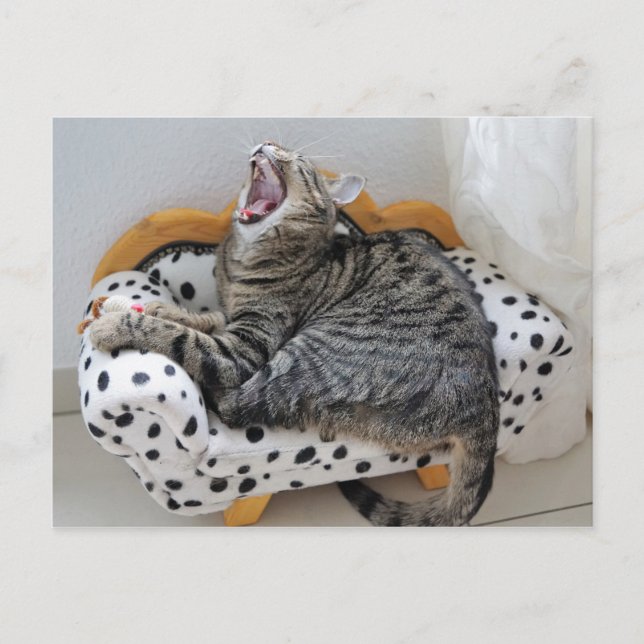 Yawning Tired Kitty Cat Niedlich Spaß Postkarte (Vorderseite)