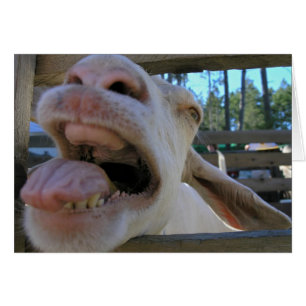 Yee Haw Chèvre - cartes