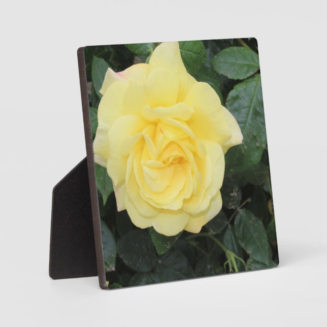Yello-Rose Fotoplatte (Vorderseite)