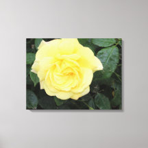 Yello-Rose