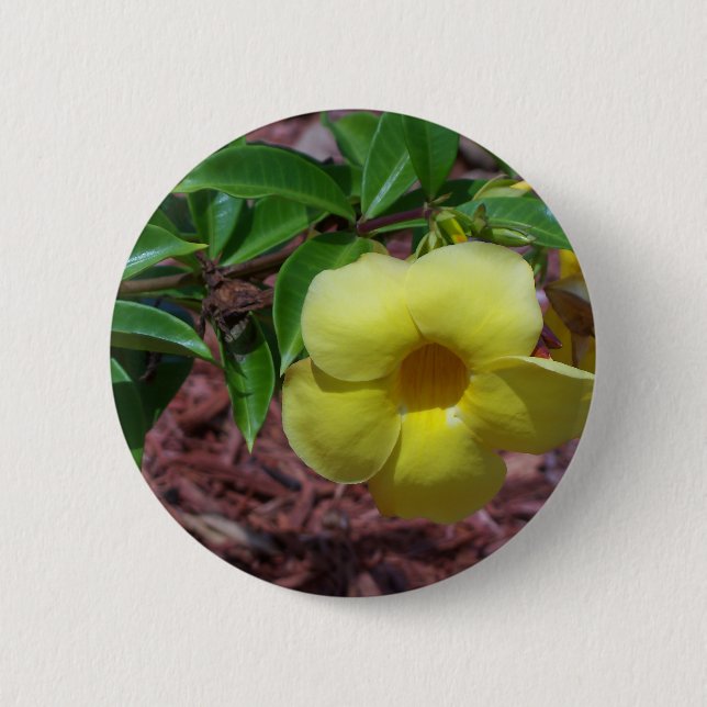 Yellow Alamanda Blume Button (Vorderseite)
