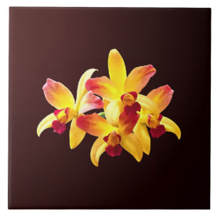 Yellow and Maroon Orchids Brassolaeliocattleya Fliese