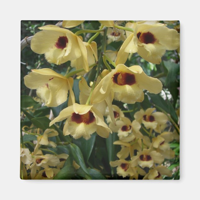 Yellow and Maroon Orchids Elegante Magnet (Vorne)