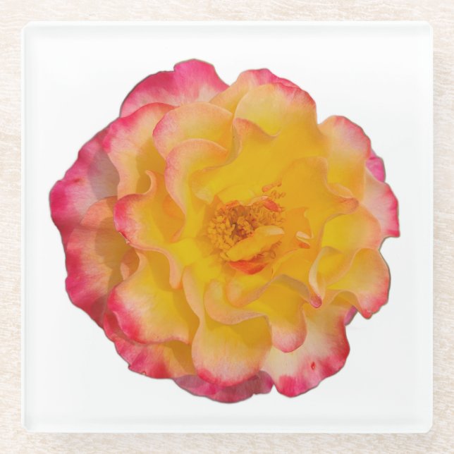 Yellow and Pink Rose Coaster Glasuntersetzer (Vorderseite)
