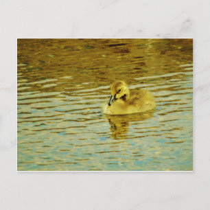 Yellow baby goose in water postkarte