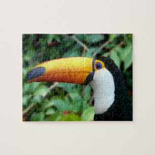 Yellow Beaked Toucan