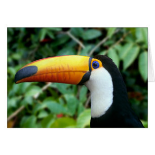 Yellow Beaked Toucan