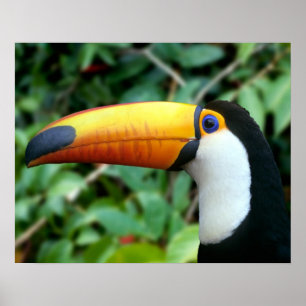 Yellow Beaked Toucan Poster