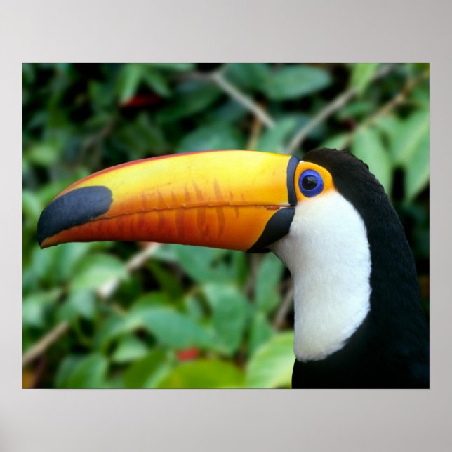 Yellow Beaked Toucan Poster (Vorne)