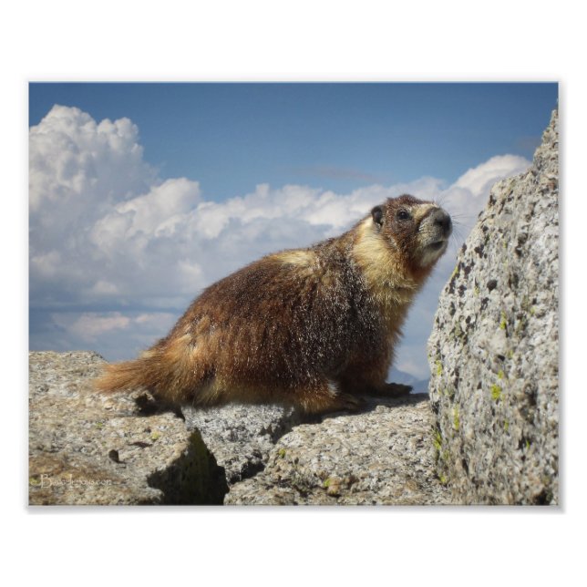 Yellow Bellied Marmot Fotodruck (Vorne)