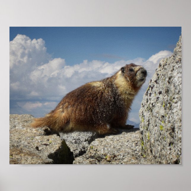 Yellow Bellied Marmot Poster (Vorne)