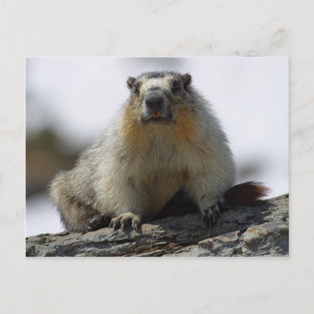 Yellow Bellied Marmot Postkarte (Vorderseite)