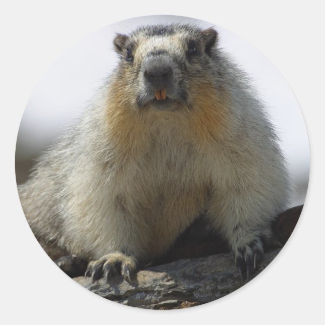 Yellow Bellied Marmot Runder Aufkleber (Vorderseite)