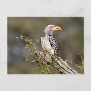 Yellow billed hornbill postkarte