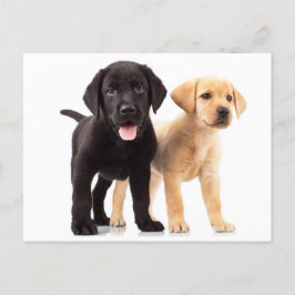 Yellow & Black Labrador Retriever Puppy Postcard Postkarte