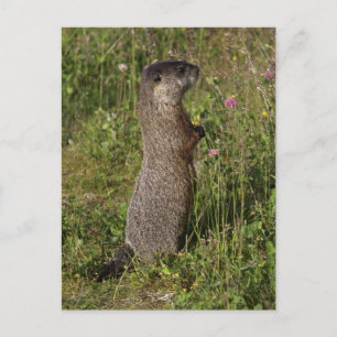 Yellow-Blied Marmot-Geschenke Postkarte
