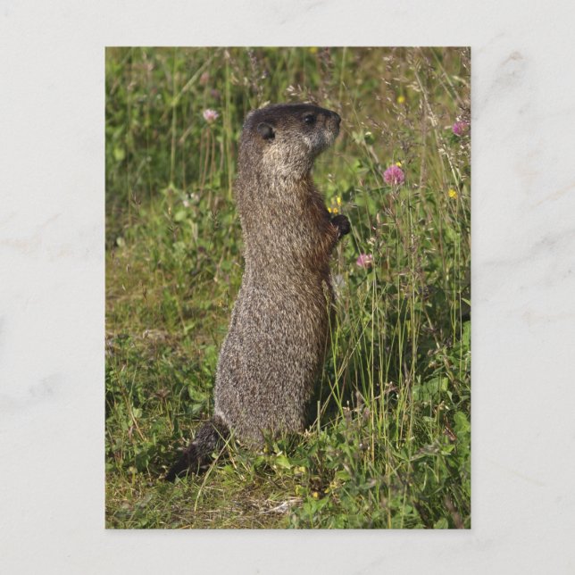 Yellow-Blied Marmot-Geschenke Postkarte (Vorderseite)
