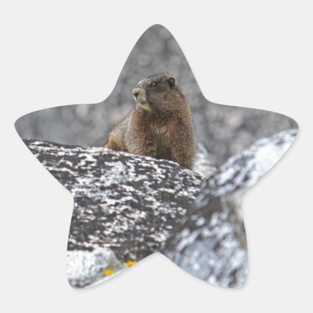 Yellow Bly Marmot Stern-Aufkleber (Vorderseite)