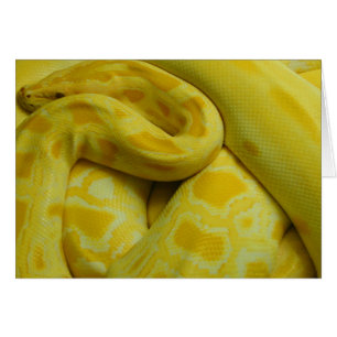 Yellow Burmese Python