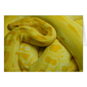 Yellow Burmese Python