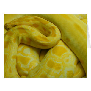 Yellow Burmese Python